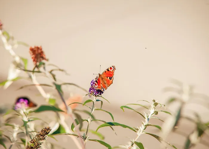 Апартаменты Zweites Zuhause Шляйден